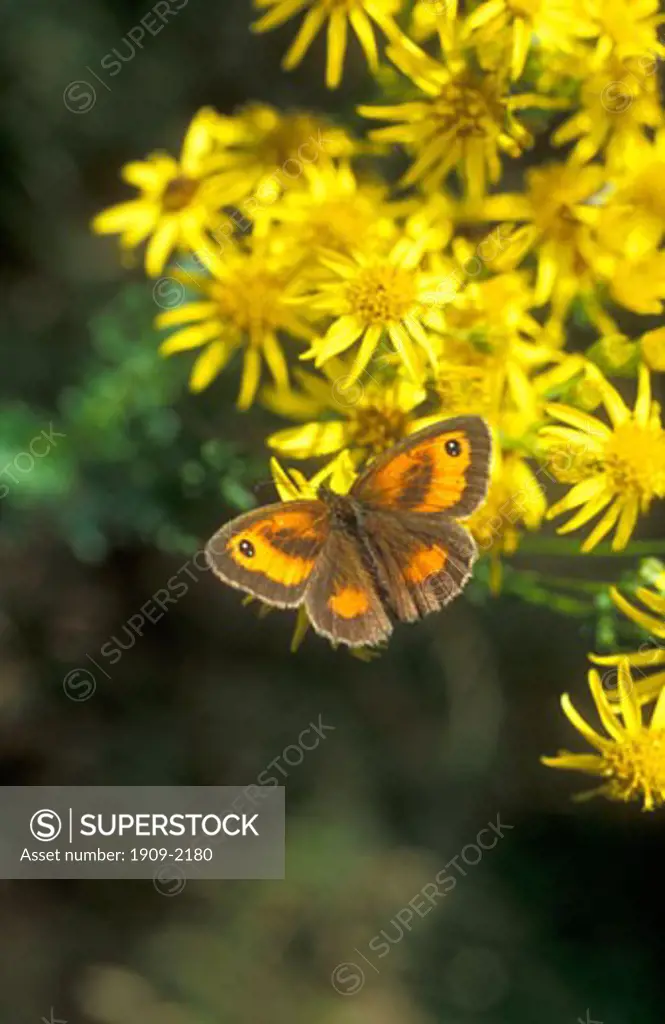 Gatekeeper Pyronia tithonus butterfly english yellow ragwort Senecio Jacobea