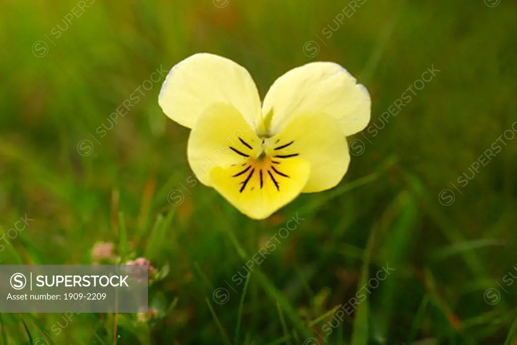 Mountain Pansy Viola lutea wild flower wildflower Shropshire Hills England UK GB British Isles flora The mountain pansy has become increasingly rare in Britain but is still plentiful on some of the more remote hills of Shropshire