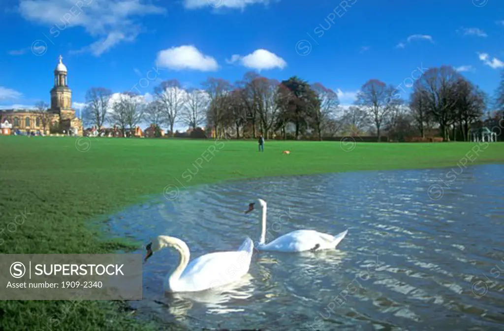 Shrewsbury Quarry Park in flood showing swans swimming on the river Severn Shropshire England UK United Kingdom GB Great Britain British Isles EU