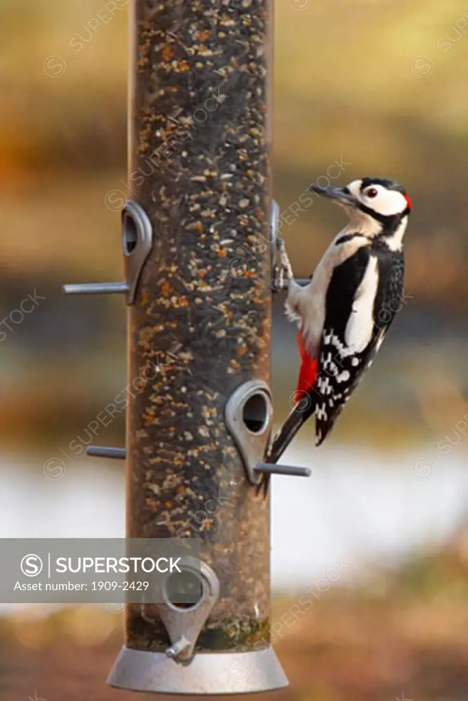 Great Spotted Woodpecker Dendrocopos Major on bird feeder Shropshire England UK United Kingdom GB Great Britain British Isles Europe EU