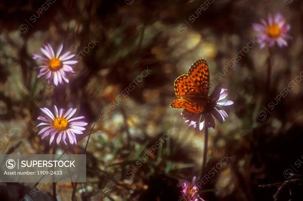 Yosemite National Park High Sierra Nevada Fritillary butterfly on Yosemite Aster California USA Photograph taken on hike from Tuolumne Meadows to Cathedral Lake