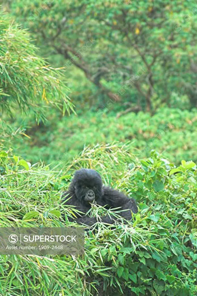 Mountain Gorilla Gorilla Beringei young baby gorilla playing in bamboo forest in Parc Nationale des Volcans Virunga Volcanoes NP Rwanda Central Africa