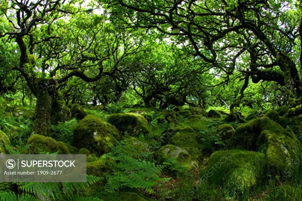 Ancient sessile oak trees in Wistmans Wood National Nature Reserve Dartmoor National Park Devon Southwest England UK United Kingdom GB Great Britain British Isles Europe EU
