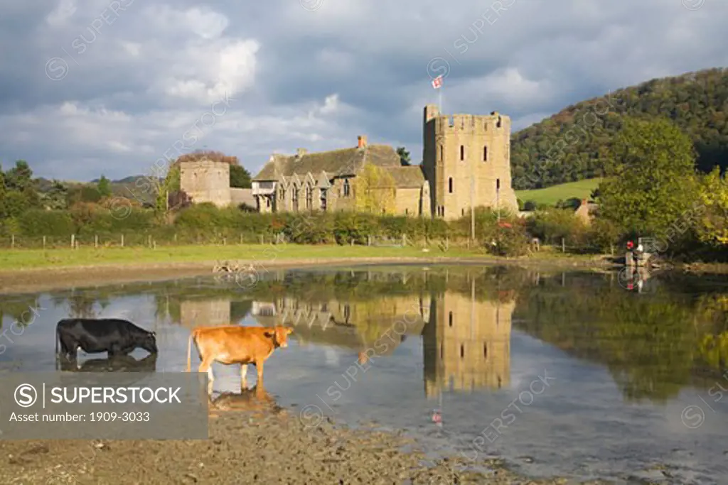 Stokesay Castle with brown and black cows drinking in lake in autumn sun sunshine and blue sky Shropshire England United Kingdom UK Great Britain GB British Isles Europe EU Stokesay Castle is a 13th Century Tudor medieval fortified manor house