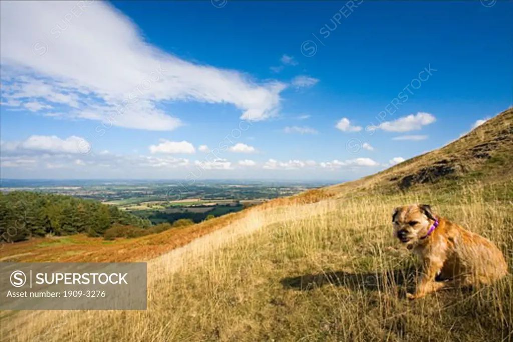 Shropshire Hills Earls Hill Pontesford in summer sun sunshine with border terrier dog and blue sky England UK United Kingdom GB Great Britain British Isles Europe EU