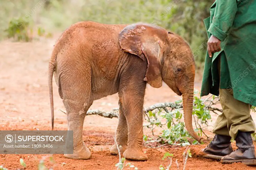 Orphan baby African elephant with keeper at the David Sheldrick Wildlife Trust sanctuary in Nairobi Kenya East Africa
