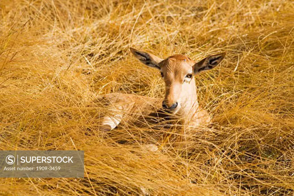 Topi calf resting in tall grass in the savannah Masai Mara National Nature Reserve Kenya East Africa