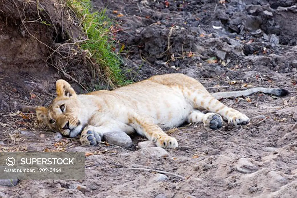 Young lion cub sleeping in the bush Masai Mara National Nature Reserve Kenya East Africa