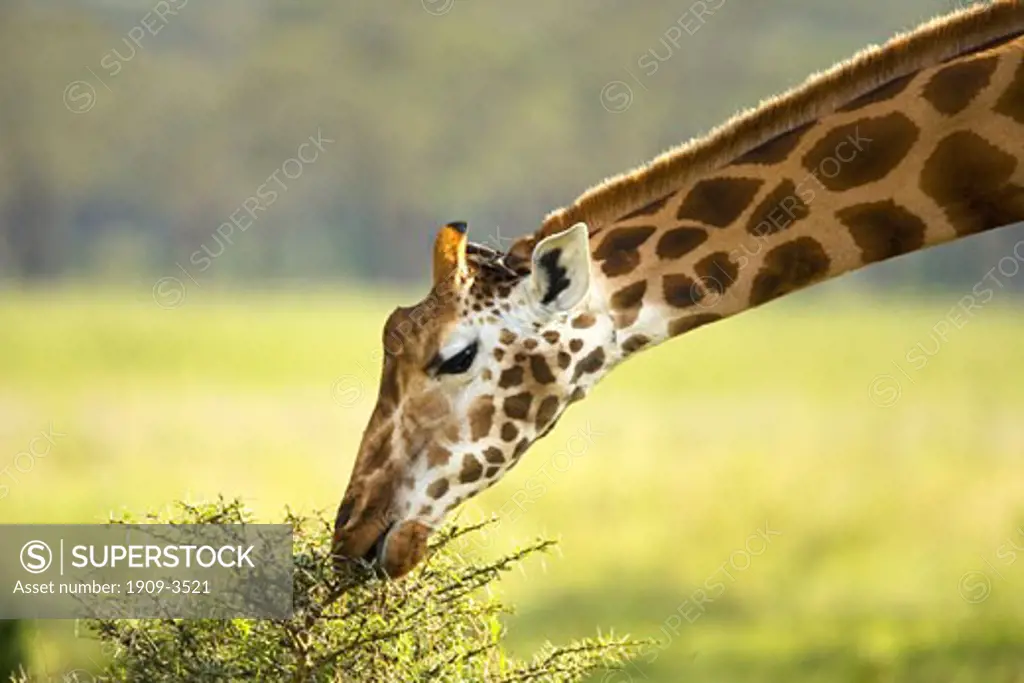Rothschilds Giraffe Giraffa Camelopardalis Rothschildi grazing Lake Nakuru National Park Kenya East Africa