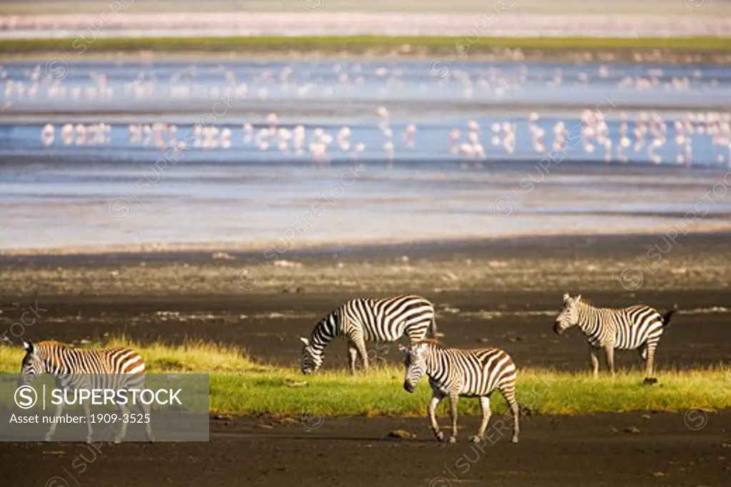 Zebra on lakeside grassland with pink flamingos of Lake Nakuru National Park Rift Valley Kenya East Africa