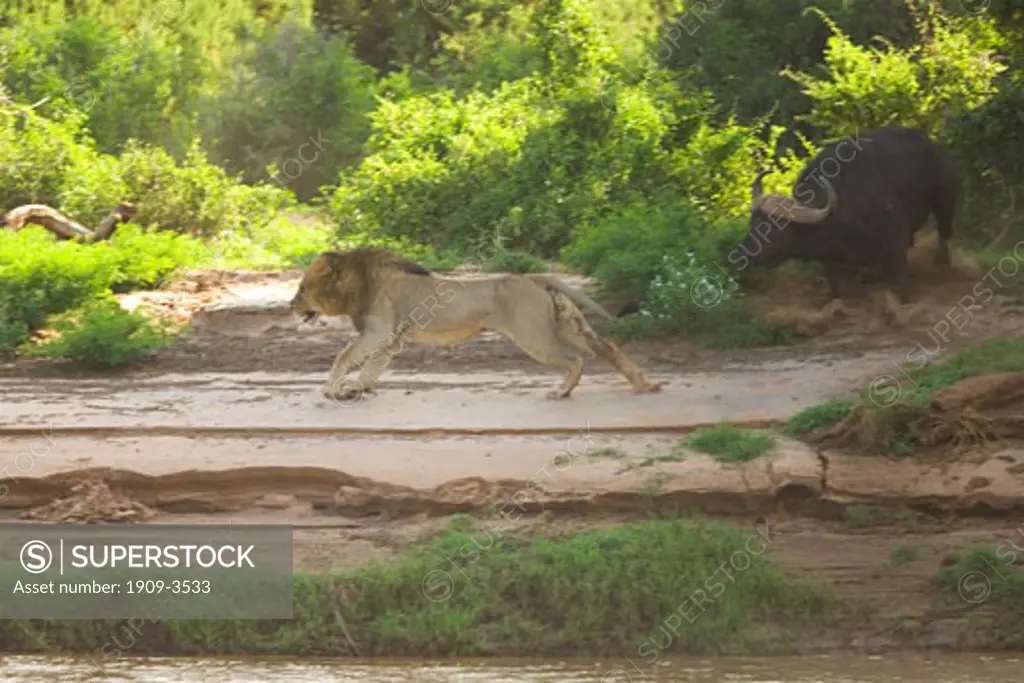 Buffalo attacking a male lion on the banks of Ewaso Nyiro river Samburu National Nature Reserve Kenya East Africa