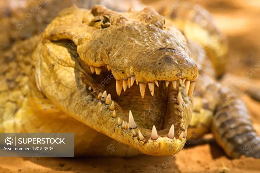 Nile crocodile Crocodilus nilotus close up closeup close-up of head mouth and teeth jaws Samburu National Nature Reserve Kenya East Africa
