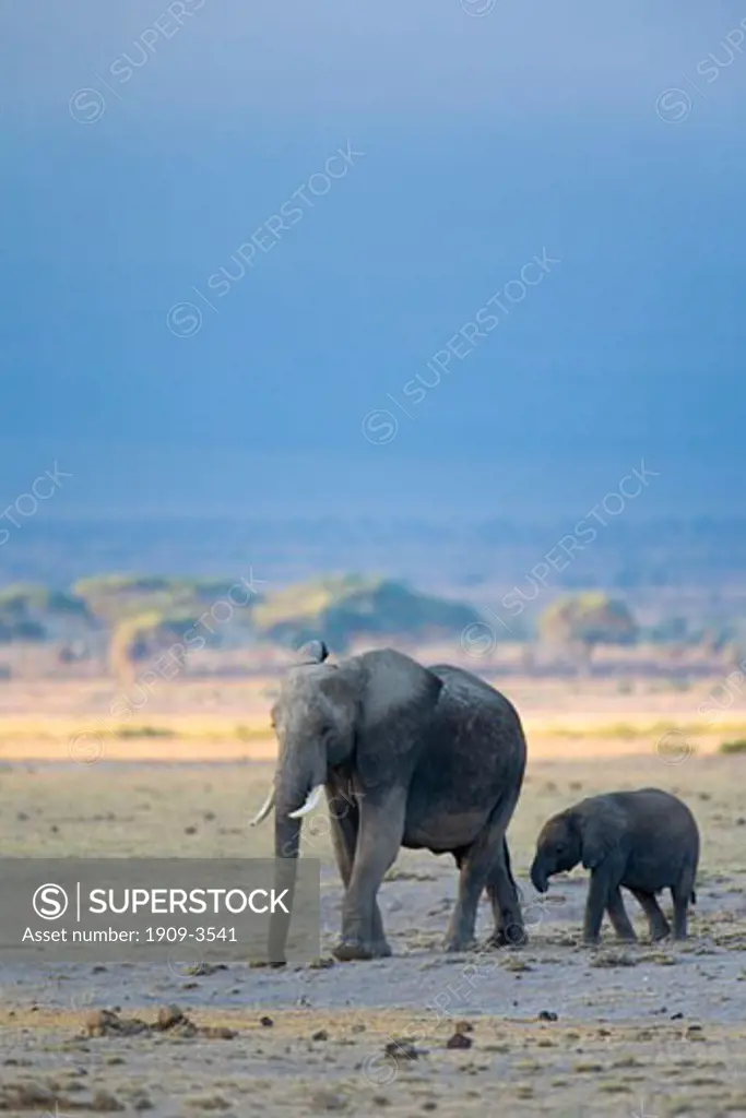 African elephant Loxodonta Africana mother with baby walking across savannah plain in early morning light Amboseli National Park Kenya East Africa
