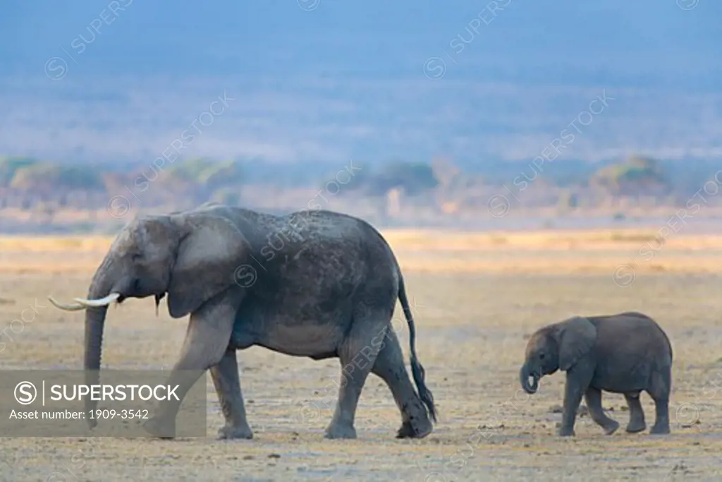 African elephant Loxodonta Africana mother and baby walking over grassland prairie savannah in early morning light in Amboseli National Park Kenya East Africa