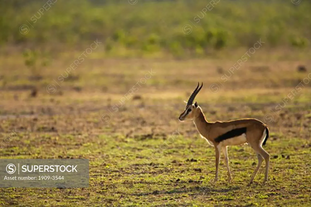 Thomsons Thomsons gazelle Gazella thomsonii antelope on savannah grassland in early morning light Amboseli NP National Park Kenya East Africa