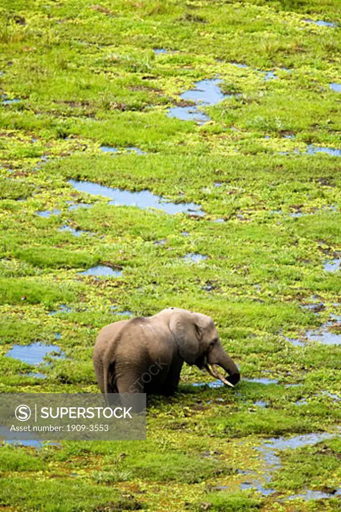 African elephant Loxodonta Africana feeding in swamps Amboseli National Park Kenya East Africa