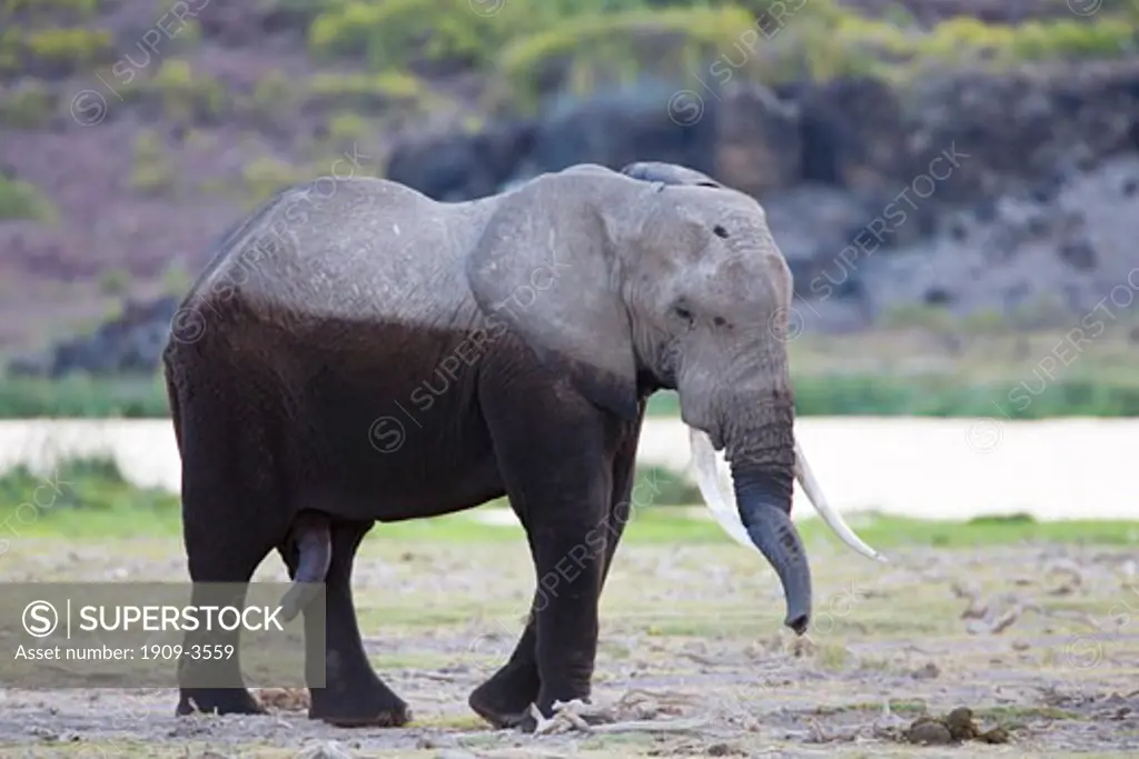Male elephant walking in Amboseli National Park Kenya East Africa