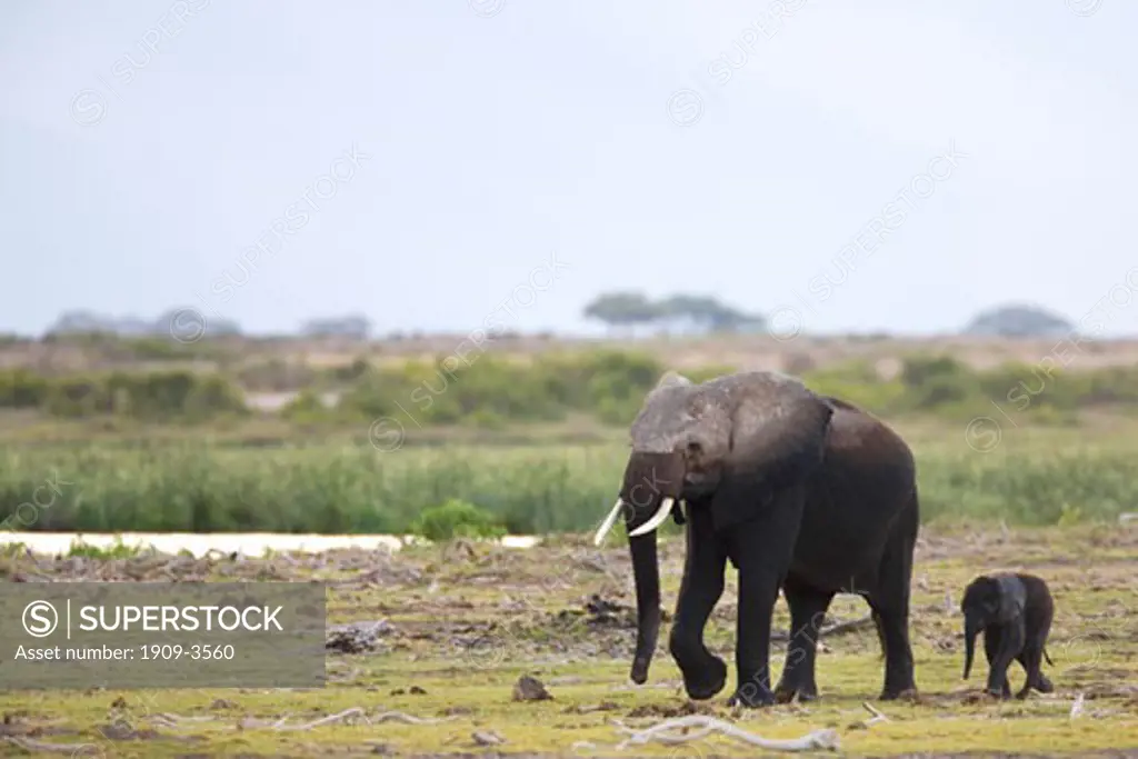 Mother and baby african elephant Loxodonta Africana walking in Amboseli National Park Kenya East Africa Elephants in Amboseli feed in marshes 2-3 metres deep  hence the colour of the mother elephant