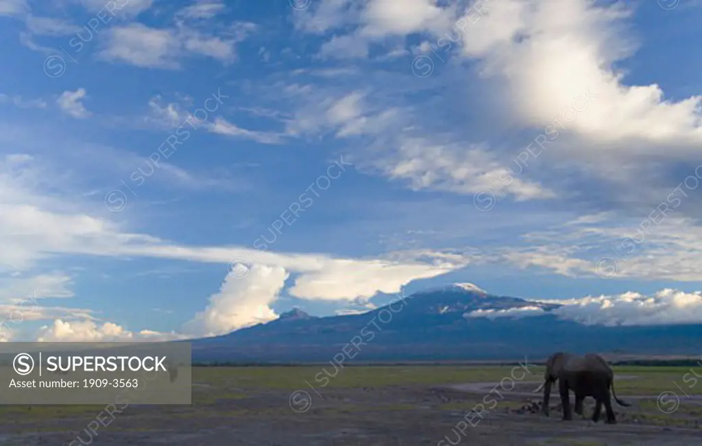 Elephants walking in Amboseli National Park with sunset on Mount Kilimanjaro behind Kenya East Africa