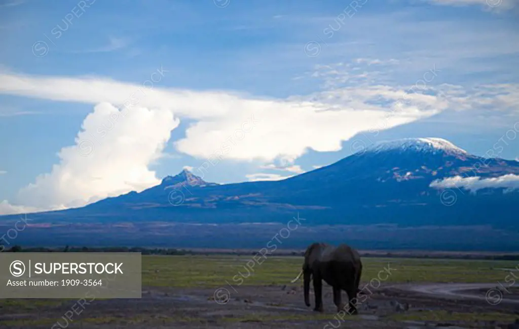 Elephant walking in Amboseli National Park with sunset on Mount Kilimanjaro behind Kenya East Africa