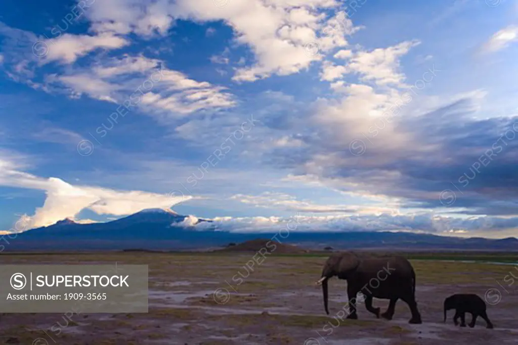 Mother elephant and baby walking in Amboseli National Park with sunset on Mount Kilimanjaro behind Kenya East Africa