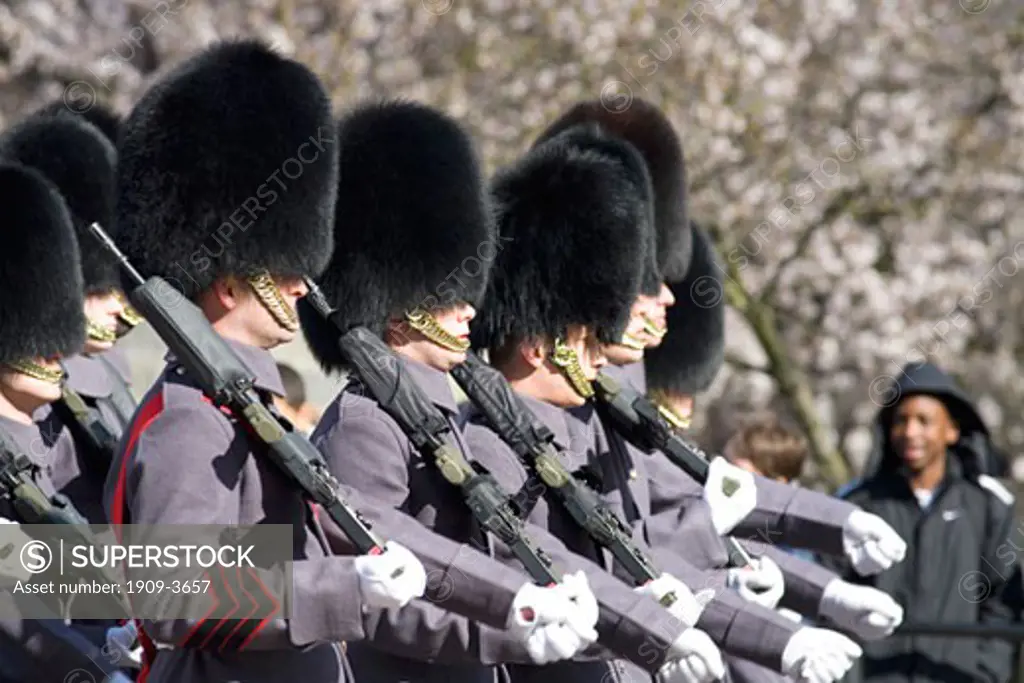 Soldiers of the Coldstream Guards Regiment marching during the changing the guard at Buckingham Palace London England Great Britain GB United Kingdom UK British Isles Europe EU