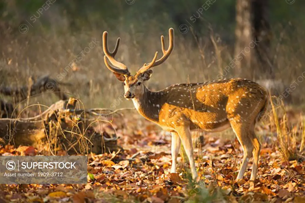 Spotted deer or Chital Axis Axis male with antlers in morning sun sunshine in forest Bandhavgarh National Park Madhya Pradesh Northern India Asia subcontinent
