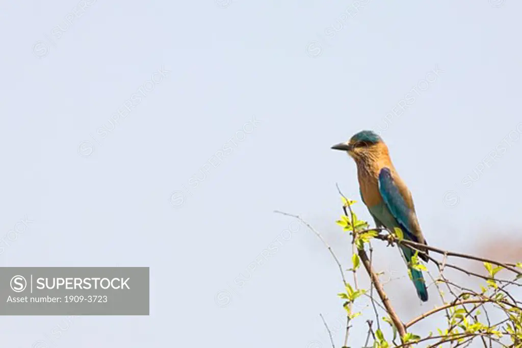 Blue Jay or Indian Roller sitting on perch Coracias Benghalensis Kanha National Park NP Madhya Pradesh India Asia