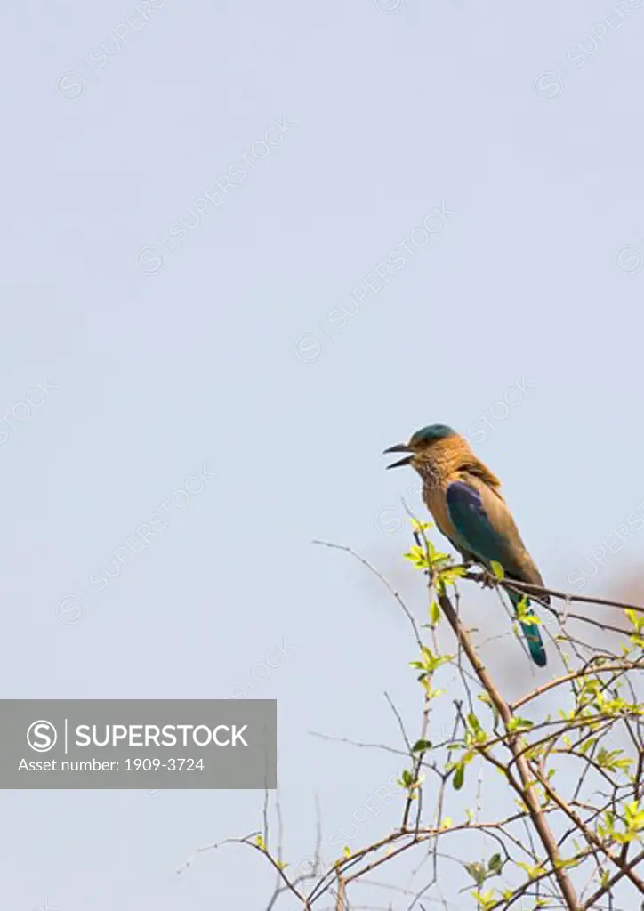Blue Jay or Indian Roller singing on perch Coracias Benghalensis Kanha National Park NP Madhya Pradesh India Asia
