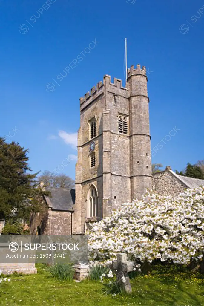 Village parish church and graveyard Salcombe Regis Devon in spring with cherry blossom England UK United Kingdom GB Great Britain British Isles