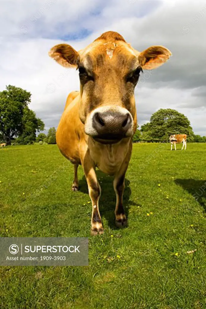 Jersey cows in english meadow in summer sun with blue sky and white clouds England Great Britain GB UK United Kingdom British Isles Europe