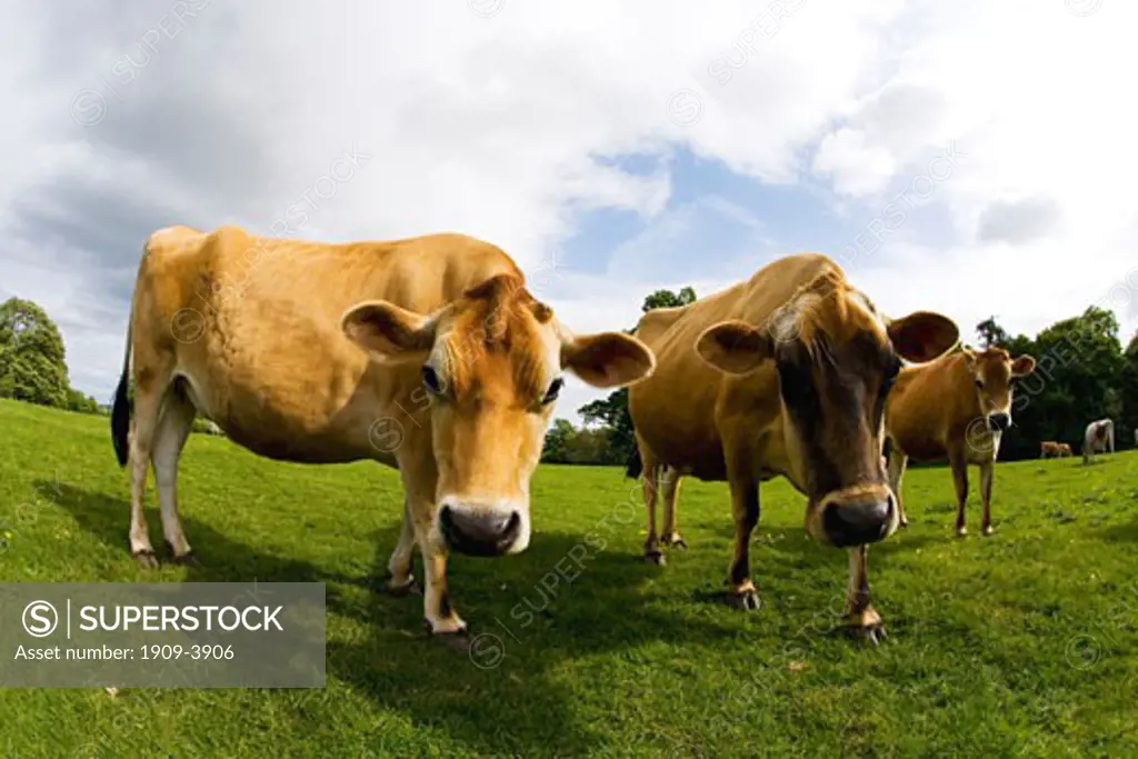 Jersey cows in english meadow in summer sun with blue sky and white clouds England Great Britain GB UK United Kingdom British Isles Europe EU