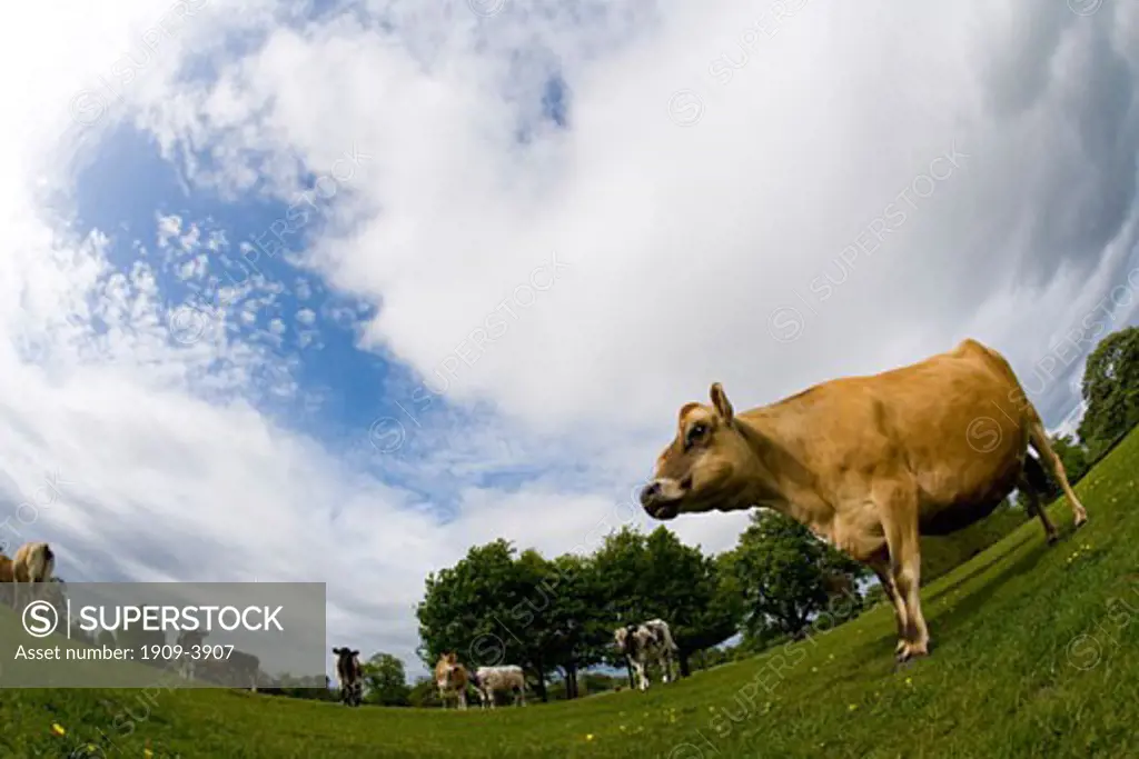Jersey cows in english meadow in summer sun with blue sky and white clouds England Great Britain GB UK United Kingdom British Isles Europe EU