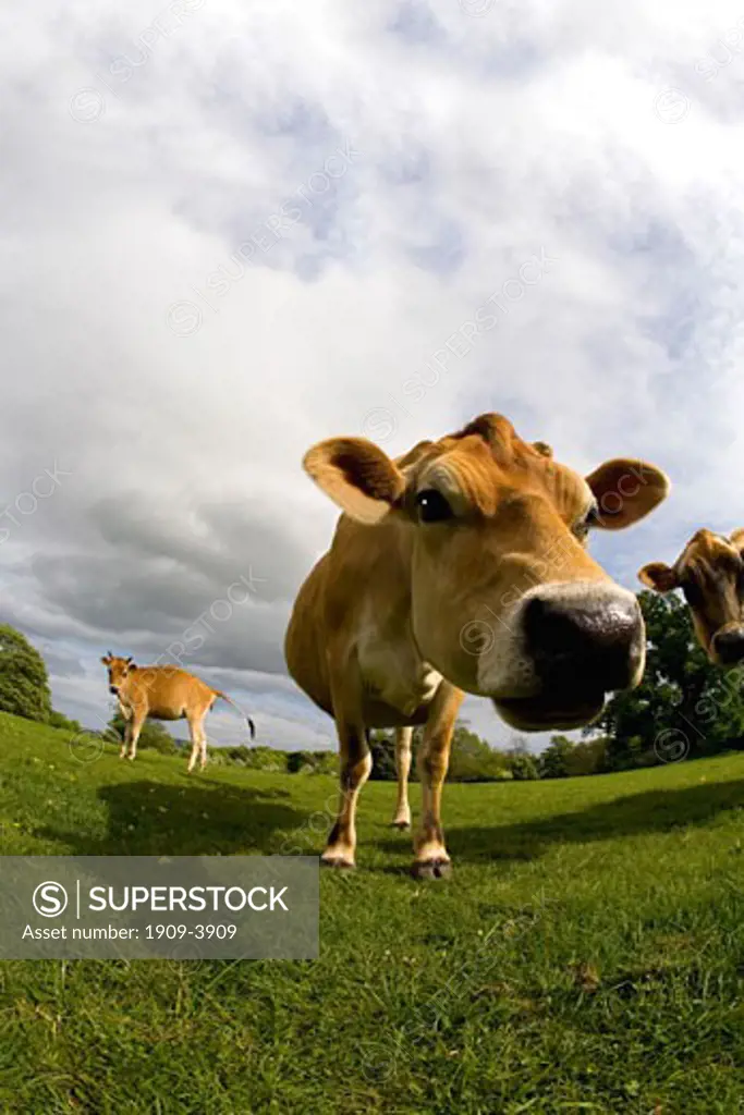 Jersey cow in english meadow in summer sun with blue sky and white clouds England Great Britain GB UK United Kingdom British Isles Europe EU