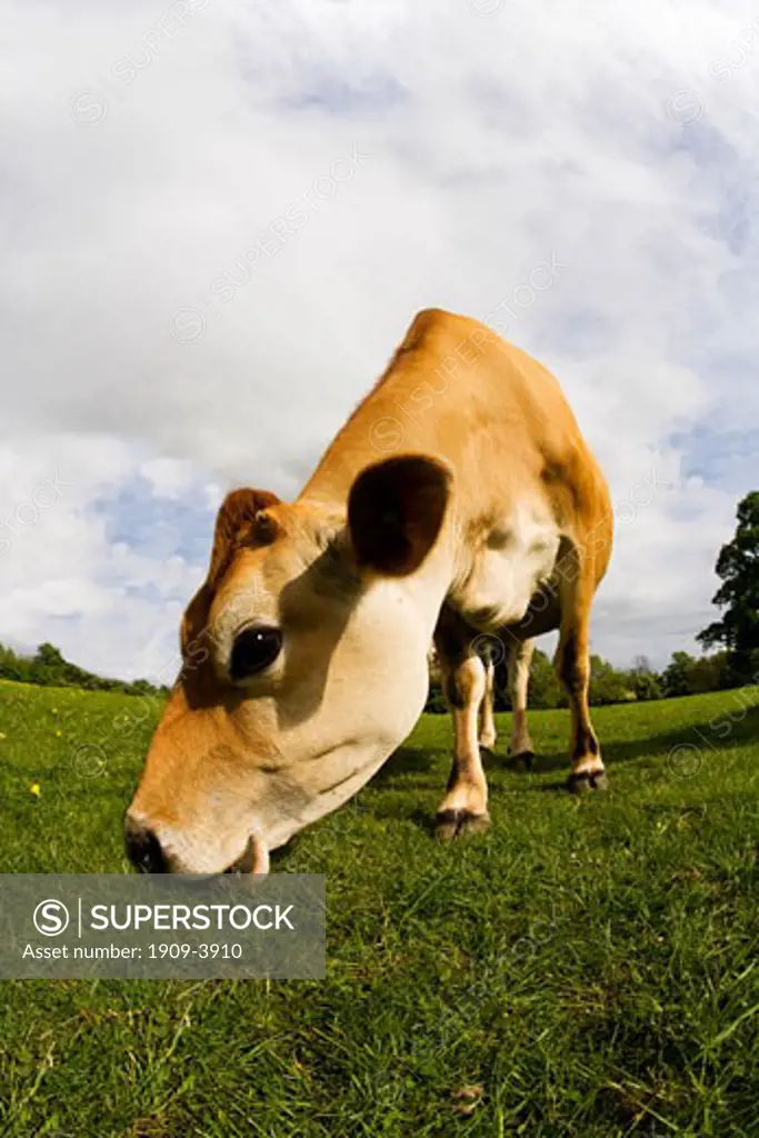 Jersey cow in english meadow in summer sun with blue sky and white clouds England Great Britain GB UK United Kingdom British Isles Europe EU