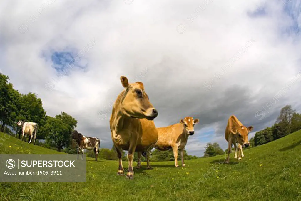 Jersey cows in english meadow in summer sun with blue sky and white clouds England Great Britain GB UK United Kingdom British Isles Europe