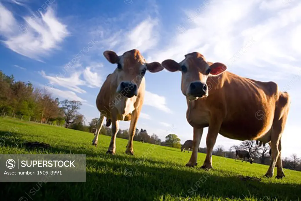 two 2 jersey cows with wideangle lens on english meadow on spring day with blue sky sun sunshine and white clouds England UK United Kingdom Great Britain GB British Isles Europe EU