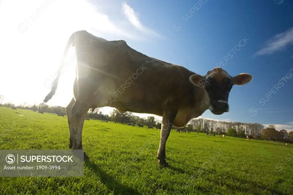 jersey cow with wideangle lens on english meadow on spring day with blue sky sun sunshine and white clouds UK United Kingdom horizontal Great Britain GB British Isles Sun shining out of a cows bottom arse