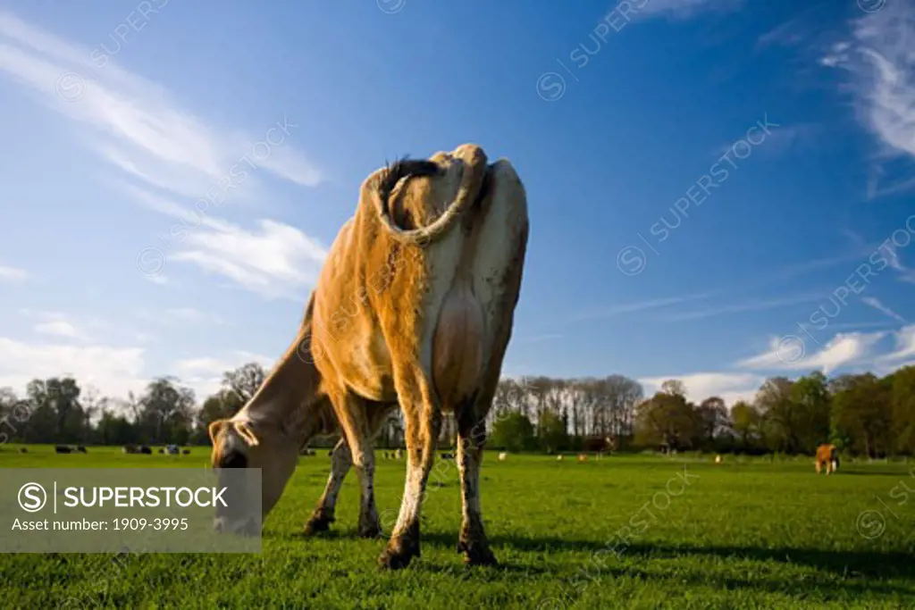 jersey cow with wideangle lens on english meadow on spring day with blue sky sun sunshine and white clouds UK United Kingdom horizontal Great Britain GB British Isles