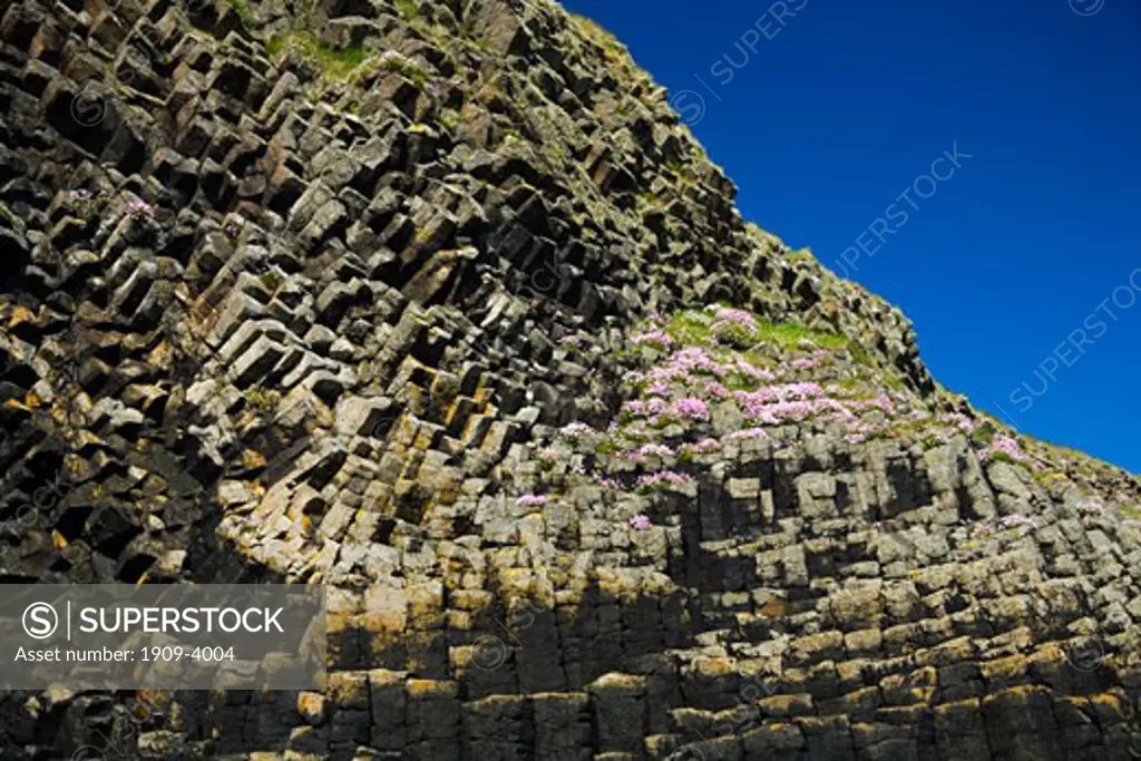 Contorted basalt strata and pink thrift on island of Staffa near Fingals Fingals Cave Inner Hebrides Argyll Scotland UK United Kingdom GB Great Britain British Isles