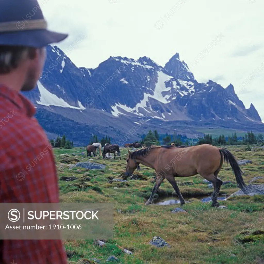 Wrangler watching horses in alpine meadow  Tonquin Valley  Canada  Alberta  Jasper National Park
