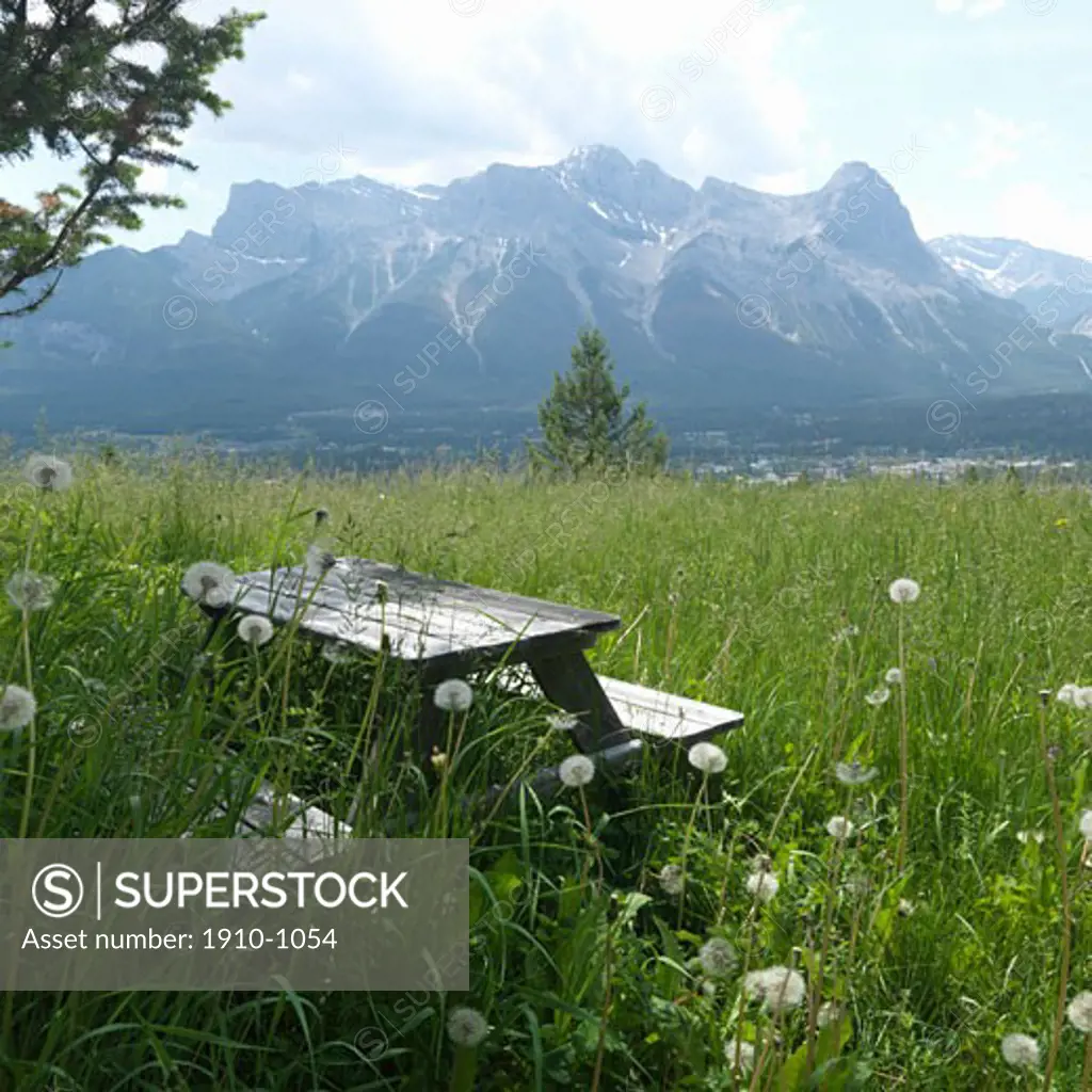 Picnic bench nestled in deep grasses of alpine meadow  with Ha Ling Peak behind  near Canmore  Canada  Alberta