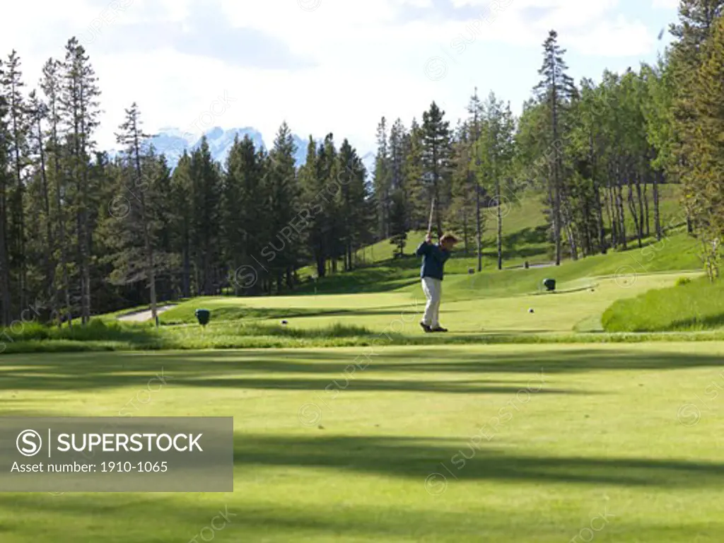 Man golfs on forested course  Silvertip Golf Course  Canmore  Canada  Alberta
