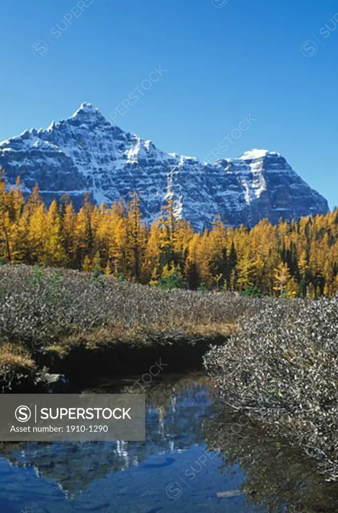 Autumn view from trail to Larch Valley in Valley of the Ten Peaks Banff Natl Park This trail is one of Banffs most famous and attracts thousands of hikers every year CANADA Alberta