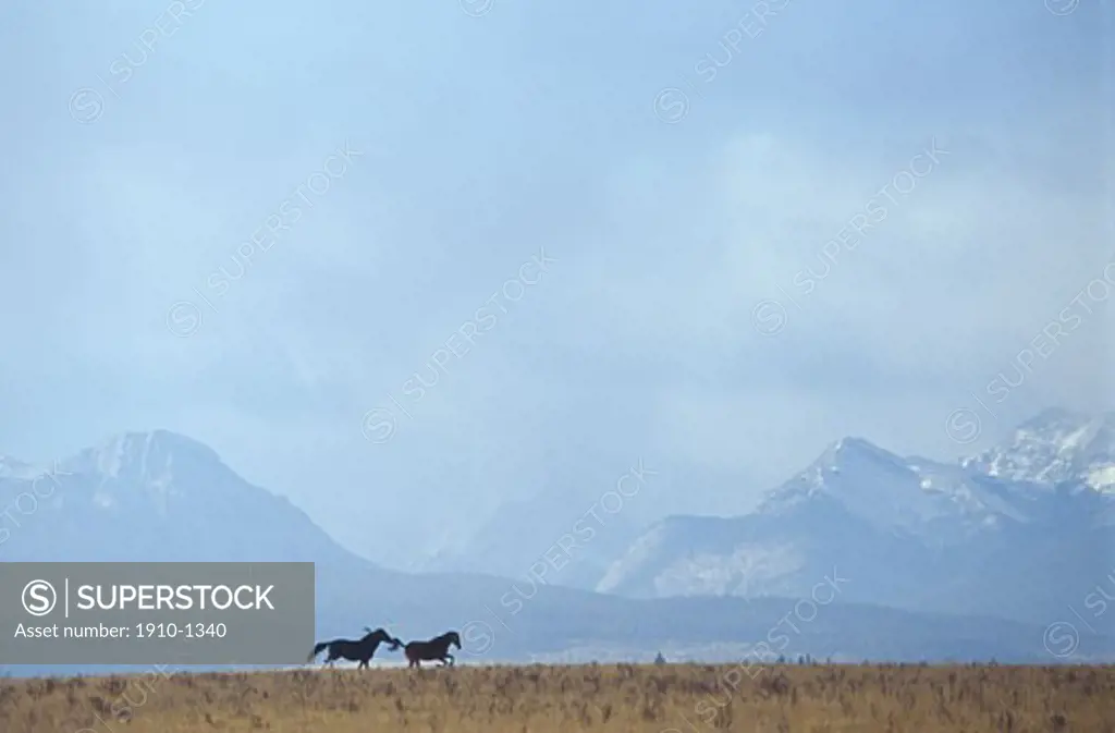 Wild horses running along meadow horizon mountains behind Kananaskis Country near Seebe CANADA Alberta