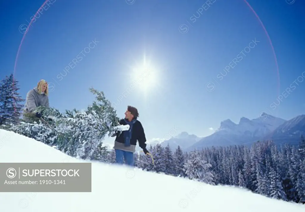 Couple bringing home Christmas tree on snowy hillside near Canmore CANADA Alberta