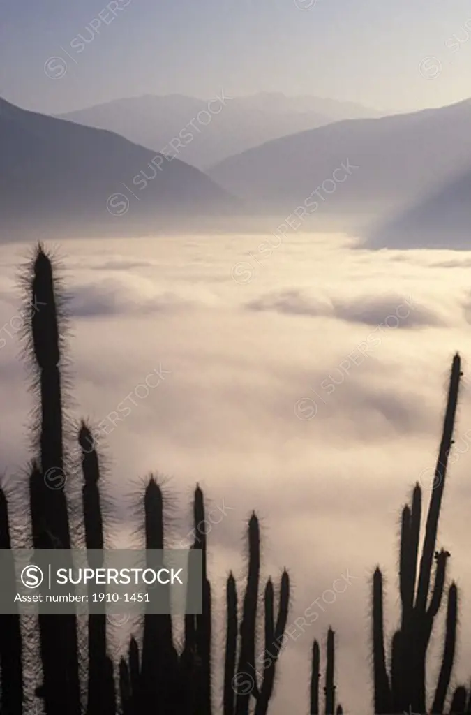 Cactus Pisco fields under clouds and mountains in Valle de Elqui about 30 km east of La Serena Chiles third oldest city Ande Mountains CHILE Norte