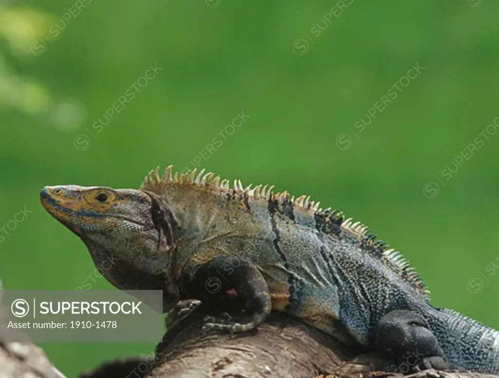 Iguana iguanidae standing on tree limb against green background The two species of lizard within the genus Iguana possesses a dewlap a row of spines running down their back to their tail and a third eye on their head COSTA RICA Guanacaste province