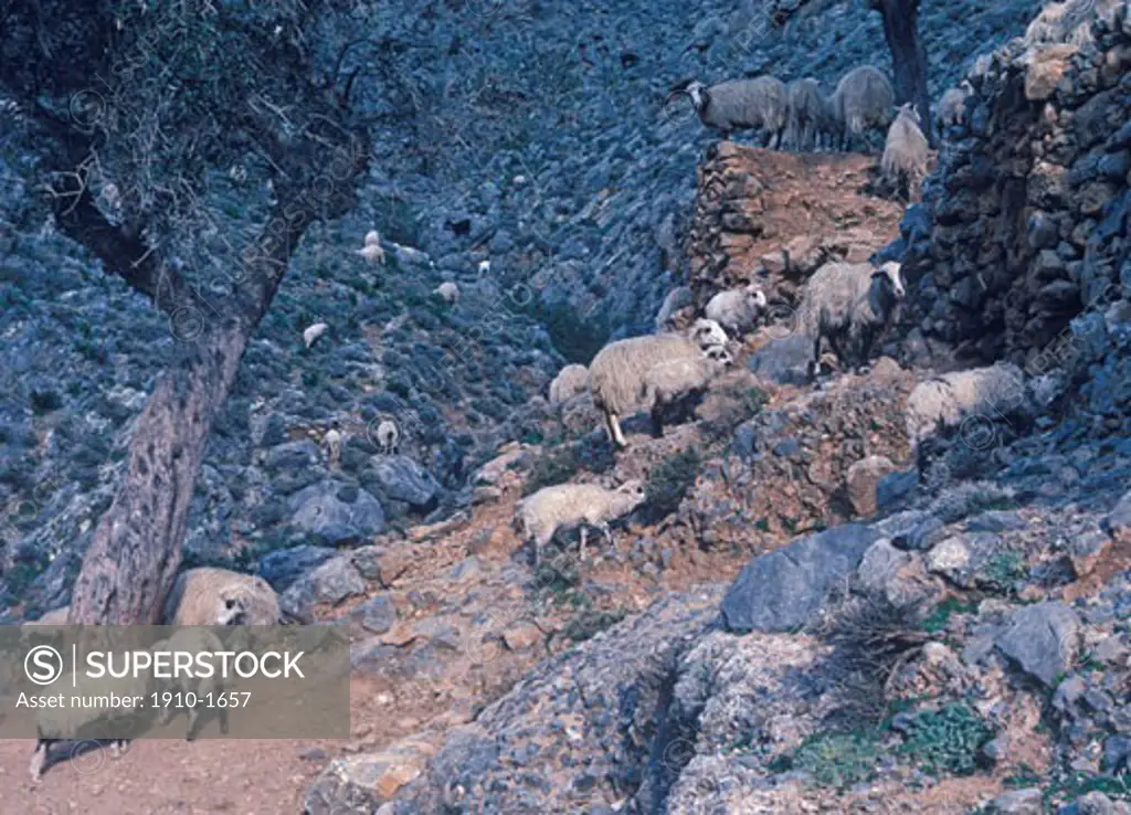 Sheep on hillside southern Sicily ITALY Sicily