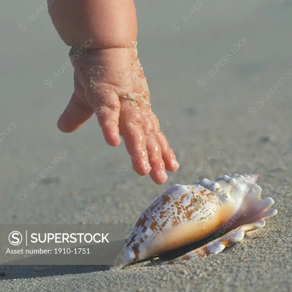 Babies hand reaching for perfect seashell on beach SOUTH  AFRICA Cape area